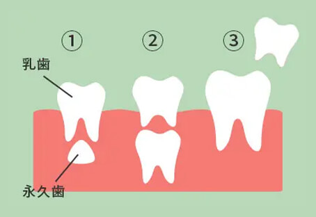 乳歯の役割