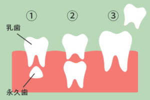 歯の生え変わりの仕組み